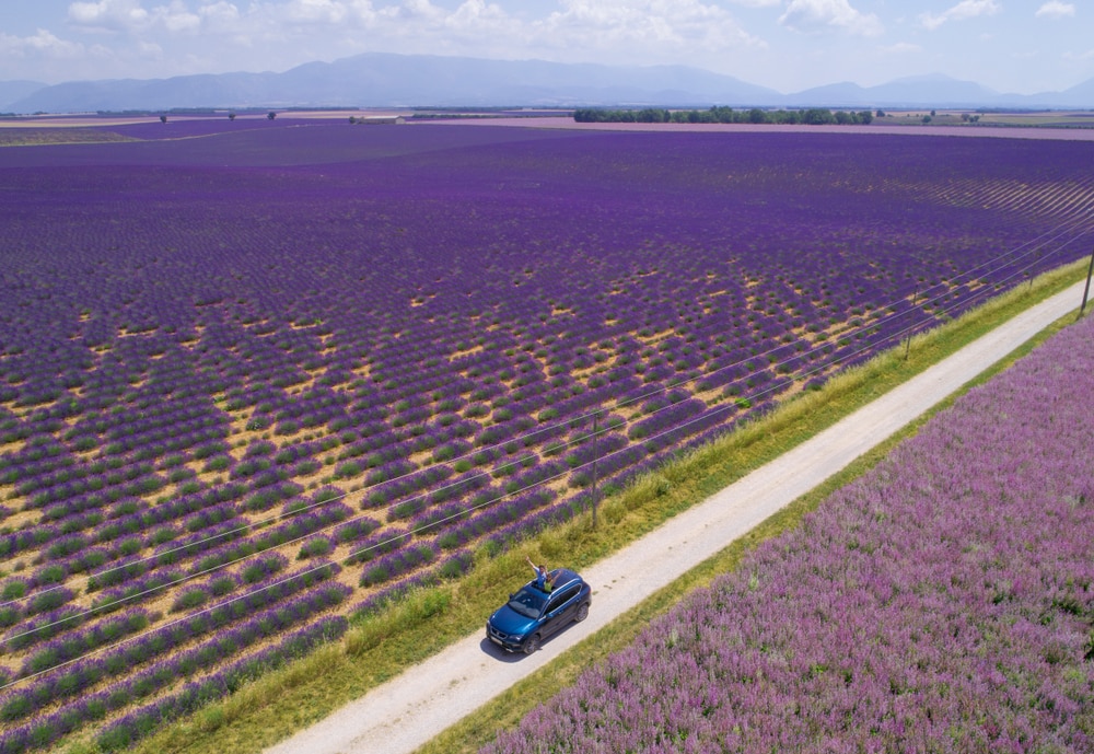 Champs de lavande à perte de vue en Provence-Alpes-Côte d’Azur